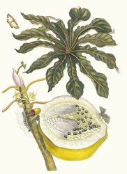 Carica papaya. Fra bogen Metamorphosis insectorum Surinamensium, 1705.