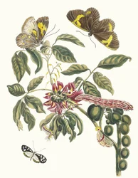 Coronilla Americana Arborescens. Fra bogen Metamorphosis of Surinamese insekter, 1705.