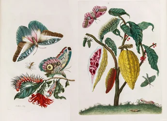 Fra bogen Metamorphosis insectorum Surinamensium, 1705