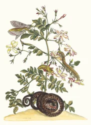 Jasminum grandiflorum. Fra bogen Metamorphosis insectorum Surinamensium, 1705.