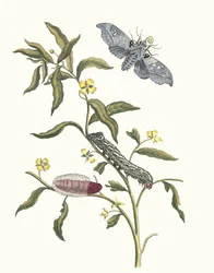 Ludwigia octovalvis. Fra bogen Metamorphosis insectorum Surinamensium, 1705.