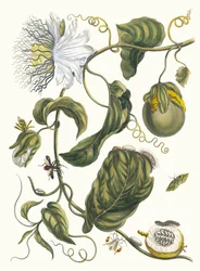 Marquiaas. Fra bogen Metamorphosis insectorum Surinamensium, 1705.