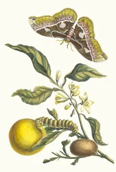 Oranger. Fra bogen Metamorphosis insectorum Surinamensium, 1705.