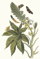 Palma Christi. Fra bogen Metamorphosis insectorum Surinamensium, 1705.