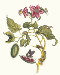 Rocu. Fra bogen Metamorphosis insectorum Surinamensium, 1705.