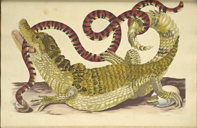 Spektakuleret Caiman Caiman Crocodilus og en falsk koralslange, 1705.
