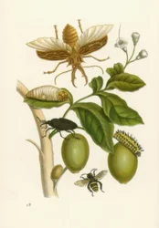 Taroubatræ, ​​bille ... / M.S.Merian