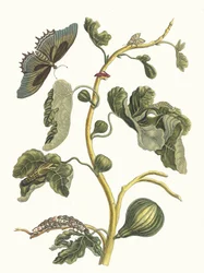 Hvid Guava. Fra bogen Metamorphosis insectorum Surinamensium, 1705.