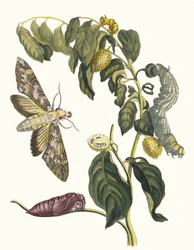 Zursak. Fra bogen Metamorphosis insectorum Surinamensium, 1705.