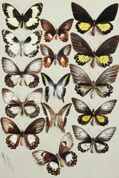 Femten Svalehalesommerfugle (Familie Papilionidae) i tre kolonner