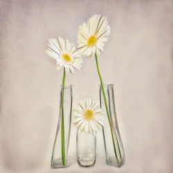 Elegante hvide gerberaer