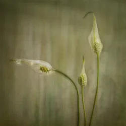 Fredfyldte liljeblomster