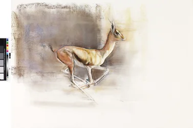 Desert Wind (Arabian Gazelle), 2010 (olie på papir)