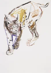 European Lynx (charcoal und conte på papir)