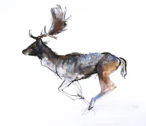 Evening Buck (Dåhjorte), 2007, (pastel og conté på papir)
