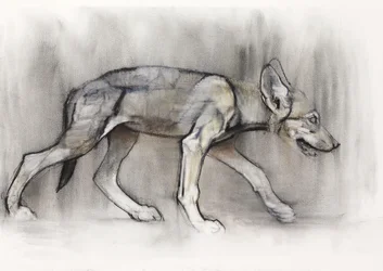 Lean Pup (Arabian Wolf), 2009 (conte og kul på papir)