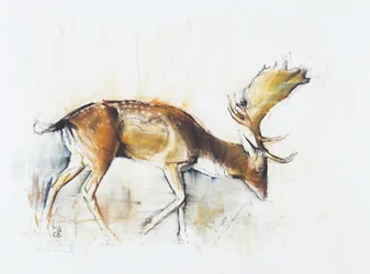 Pisanello Buck, 2006 (charcoal und conte på papir)