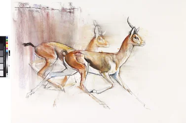 Running Arabian Gazelles, 2010 (olie på papir)
