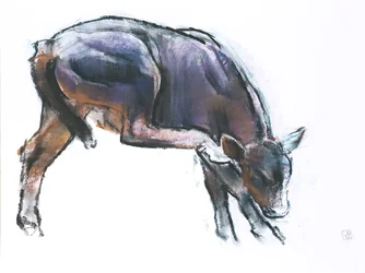 Scratching Calf, 2006 (charcoal und conte på papir)