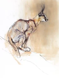 Siddende Caracal, 2009 (conte und charcoal på papir)