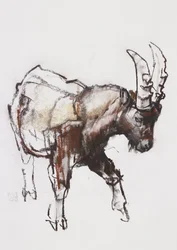 Young Ibex, Gran Paradiso, 2005 (charcoal und conte på papir)