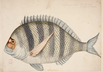 En fisk.