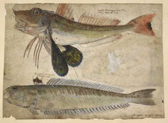 Tilføje. 5267, f.144 Tegninger af to fisk, fra et 