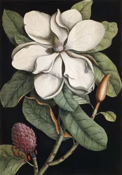 Laurbærtræ, 1731-1743