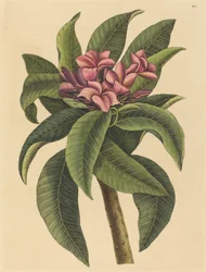 Rød Frangipanni Plumeria rubra, udgivet 1731-1743.