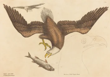 Den skaldede ørn (Falco leucocephalus)