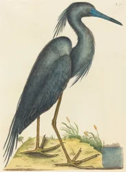 Den blå hejre (Ardea coerulea)