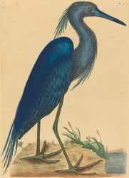 The Blue Heron Ardea coerulea, udgivet 1731-1743.