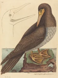 Sulen Pelecanus Sula, udgivet 1731-1743.