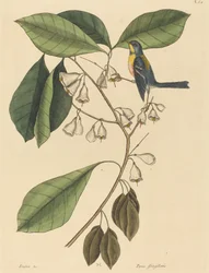 Finkekryben (Parus americanus)