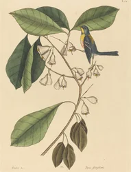Finkekryben Parus americanus, udgivet 1731-1743.