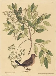 Spurveduen Columba passerina, udgivet 1731-1743.