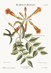 Kolibrien, 1749-73