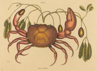 Landkrabben (Cancer ruricola)