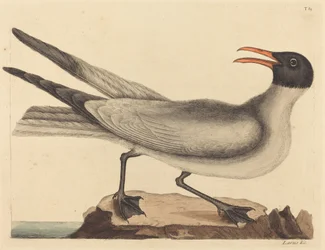 Lattermågen (Larus articilla)