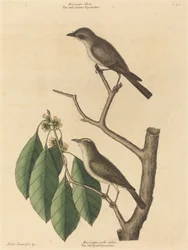 Den lille brune fluesnapper, udgivet 1731-1743.