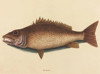 Mangrovesnapperen (Labrus griseus)