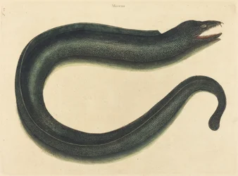 Murray (Muraina Helena)