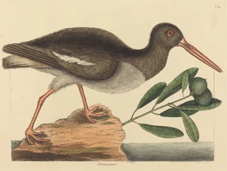 Strandskader (Haematopus ostralegus)