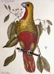 Paradisets papegøje, 1771