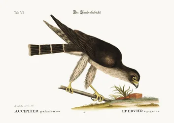 Duehøgen, 1749-73