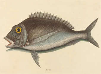 Porgy Sparus chrysops, udgivet 1754.