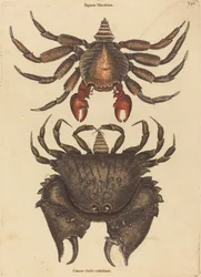 Den rødbrogede stenkrabbe (Cancer grapsus)