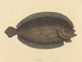 The Sole Pleuronectes lunatus, udgivet 1731-1743.