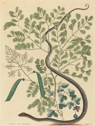 The Spotted Ribbon Snake (Coluber nebulosus?)