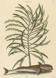 Den sugende fisk (Echeneis naucratis)